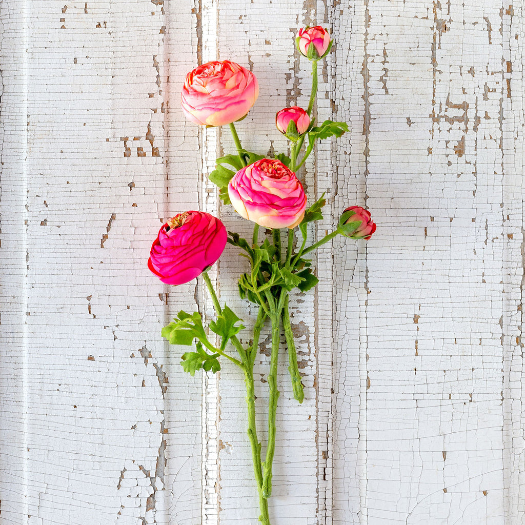 Summer Ranunculus, Pink Cerise Mix | Cornell's Country Store